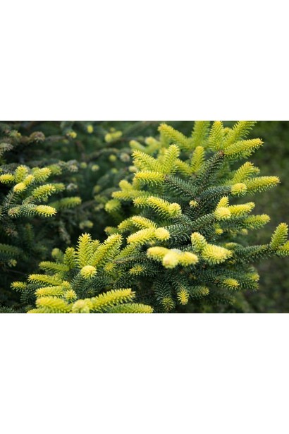 Ялиця Ауреа